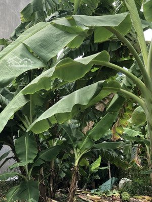 bán đất nền dự án kdc tân đô, 1,7 tỷ vnd, 105 m2, đức hoà hạ, long an