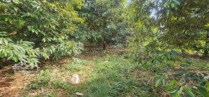 bán 2 sào, 40m mặ đường , phủ hồng , sát đường mỹ xuân ngãi giao