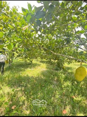 cần bán gấp vườn trái cây , dt hơn 1006m2 , có sẵn trái đang thu hoạch , giá 190tr.