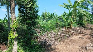 cần bán gấp đất 2000m² (2 xào) xã thanh sơn h. định quán t. đồng nai 350 triệu