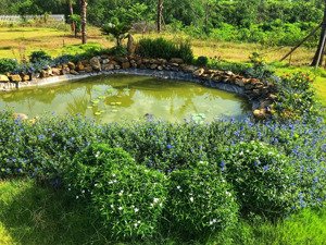 tôi cần bán mảnh vườn tâm huyết tại la ngà 600 triệu/sào