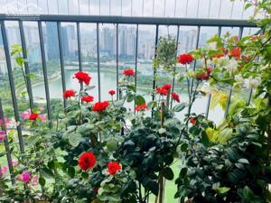 Bán căn hộ view hồ tòa C6 Vinhomes D''capitale, 95m2, 3PN, giá tốt