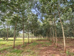 11ha cao su đất đỏ bazan, đất bằng đẹp lộc ninh - bình phước (cũ)