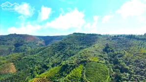 Cho thuê 30ha đất đỏ bazan,nhà cửa điện nước đầy đủ, đường nhựa tại Đắk Nông