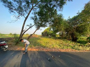 bán đất vườn mặt tiền đường cá lăng, phú hoà đông, củ chi, 1442m² giá rẻ 3.3 tỷ, gần sông sài gòn