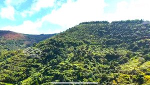 cho thuê 30ha đất đỏ bazan, nhà cửa điện nước đầy đủ, đường nhựa tại đắk nông