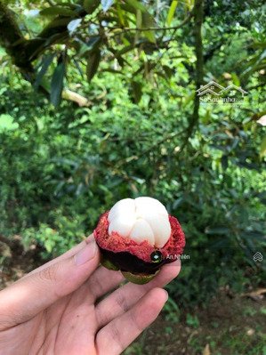 chủ cần tiền bán gấp vườn cây ăn trái gần dầu giây thống nhất, đồng nai