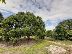 chị gái cần tiền nhượng lại vườn xoài định quán đồng nai, gần hồ trị an