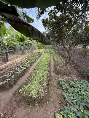 bán đất đông cao 92,3m2, mt5:06m, đường 5m, vị trí đẹp, trục chính, dự án ven sông hồng, đường 48