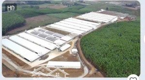 bán trang trại gà công nghiệp tại thạch thành thanh hóa