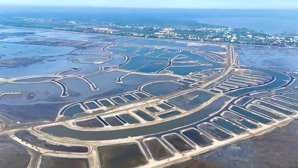 vinhomes green paradise cần giờ cơ hội đi trước thị trường