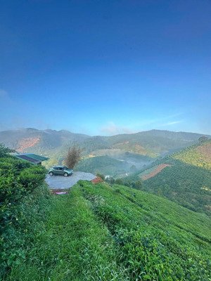 bán vườn chè cành tại đường mai thúc loan, phường 3, bảo lộc