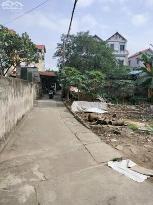 Chính chủ cần ra hàng luôn xanh tí lạc đạo Văn Lâm hưng Yên: 0835459289