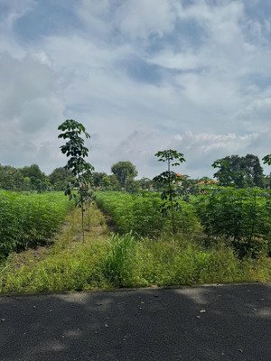 cuối năm kẹt lô 250,9m2 sẵn 100tc, đường nhựa, sát bên trường thcs an linh, giá bán: 510tr( bao sổ)