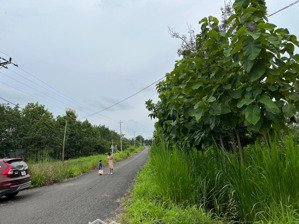 cần tiền gấp bán cắt lỗ lô full hồng