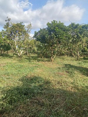 bán mảnh đất thổ cư thuộc xã xuân tâm (cũ) nay thuộc xã xuân hòa ( mới)