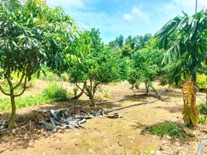 bán vườn trái cây gần biển hồ tràm - bà rịa vũng tàu. chỉ 940 triệu/ xào