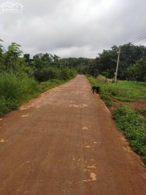 Mảnh đất vườn điều 80M mặt tiền bê tông gần chợ Thống Nhất Bù Đăng 1tỷ5/ha