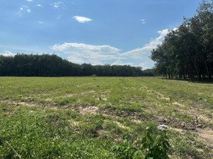 cần bán gấp lô đất hơn 1000m2 (10*100), shr chỉ 500tr ngay đường tạo lực, an bình phú giáo