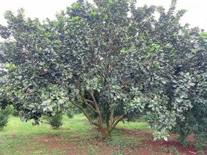 bán khoảng 3 sào 4 (3391m2) đất xã láng lớn, huyện châu đức, brvt. giá 4 tỷ.