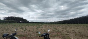 cuối năm chủ cần ra gấp lô đất xào 1033m2 tại tân hòa, đồng phú, giá 520tr bao sang tên ra sổ