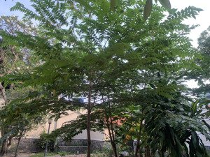 biệt thự độc lập phường vip bình thọ thủ đức 716m2 ngang 24m, thửa đẹp vuông, sđcc chỉ 74 tỷ