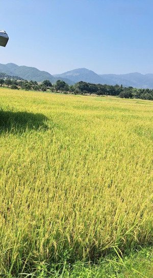 bán nhanh lô đất lúa 1112m2 giá 340tr