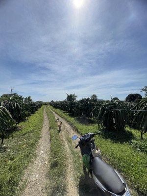 cần bán 100ha đất cây trồng lâu năm điện bình nước đầy đủ(thanh long)