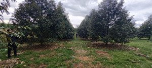 chủ cần bán gấp vườn sầu riêng 6 năm tuổi, 7239m2 có 68 gốc sầu, 390/1 xào, tân hưng, đồng phú, shr