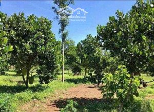 bán nhanh vườn mít 2 năm tuổi giá 300tr ngay trường tiểu học đi vào