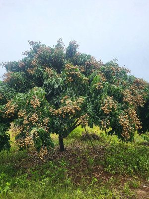 bán 1770m2 có 223m2 thổ cư sẵn vườn nhãn trĩu quả tại la ngà định quán đồng nai sổ sẵn công chứng