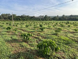 vườn càfê 2500 cây,450 cây dó bầu năm4.đất phủ hồng,khu dân cư