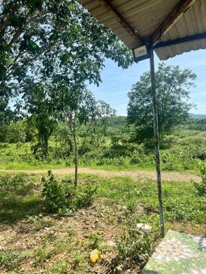 22ha bán đất vườn cây ăn trái - phù hợp làm trang trại hoặc sinh thái - hàm thuận bắc - bình thuận