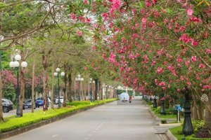 bán đất liền kề khu dịch vụ tây nam linh đàm,60m2,mặt tiền 5m