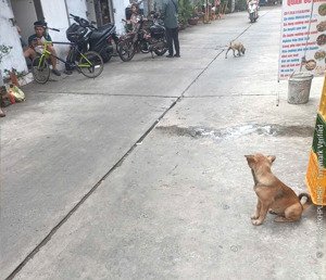 bán đất lê văn quới 116m2 ,nở hậu 8.6m sổ công nhận đủ , đất trống kinh doanh mọi ngành nghề