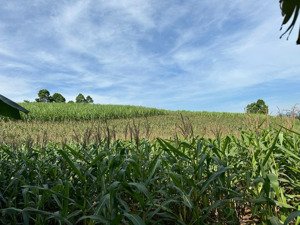 chính chủ bán đất nghỉ dưỡng đầu tư cao phong, hòa bình - thế đất đẹp, 2 mặt đường, gần hồ