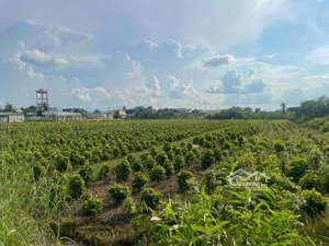 chính chủ bán gấp đất nông nghiệp vườn thơm, bình chánh phù hợp đầu tư dài hạn