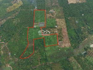 bán lô đất rẫy đẹp 2.7ha vườn sầu riêng xen cà phê tơ ea nho, krông búk