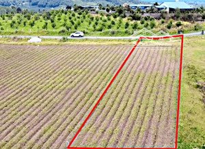 bán nhanh mảnh đất đường nhựa gần 1.2 xào sẵn thổ cư giá chỉ nhỉnh 1 tỷ