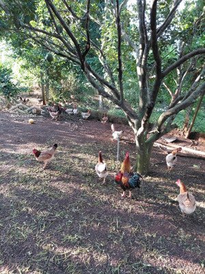 bán đất vườn 12,201m có sổ riêng, đường ô tô, bảo bình, cẩm mỹ, đồng nai