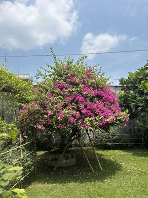 chính chủ cần cho thuê nhà vườn - biệt thự cây trái sum suê ở củ chi cách sg 45p di chuyển