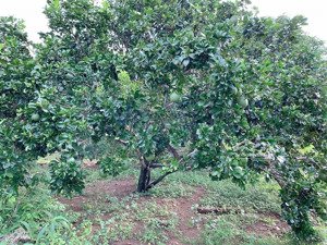 bán khoảng 5 sào (4953m2) đất xã kim long, huyện châu đức, brvt. giá 5,5 tỷ