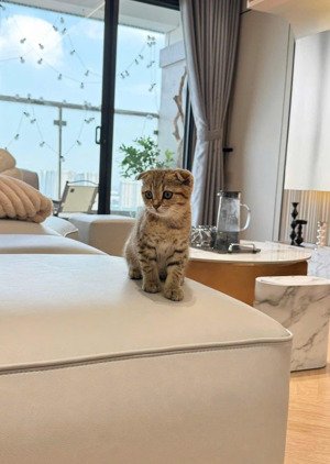 bán căn hộ 2pn, 2wc tại green park trần thủ độ, 4,85 tỷ, 55m2, chỉ với giá tốt