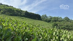 chỉ 900 triệu sở hữu 3600m2 đất rừng sản xuất, đất bìa xanh tại thôn bắt còn chèm xã khánh thượng