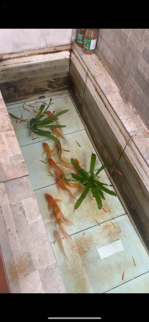 chính chủ bán nhà riêng số 18 ngõ 34 xuân khôi, cự khối, long biên, 10,8 tỷ, ô tô vào nhà