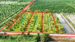 Hàng hiếm - Đất vườn siêu đẹp tại Thủ Thừa giá 789tr / DT 1000mv