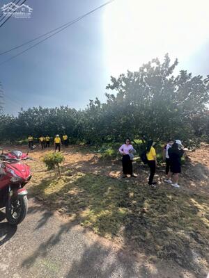 BÁN ĐẤT TẶNG VƯỜN BƯỞI THU HOẠCH SỐ LƯỢNG CÓ HẠN GIÁ CHỈ 3tr6/m2