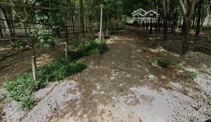 bán đất 580.7m2 tại cây trường ii, bàu bàng, bình dương, chỉ với 1,5 tỷ