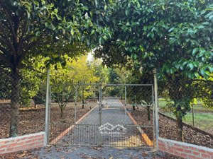 đất thổ cư có sẵn cây ăn trái diện tích lớn 250m2 - 500m2 - 1000m2 full thổ cư gần ngã tư dầu giây