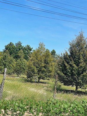 vườn trái cây thập cẩm ở dầu tiếng có sẵn thổ cư